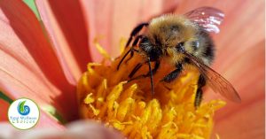 Bee Pollen Benefits Women