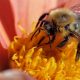 Bee Pollen Benefits Women