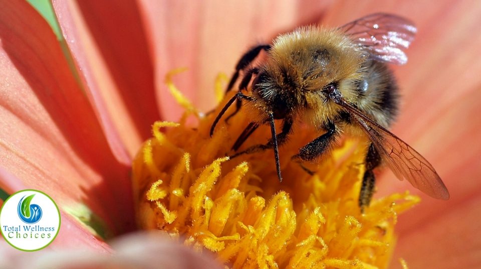 Bee Pollen Benefits Women