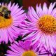 bee pollen health benefits for men