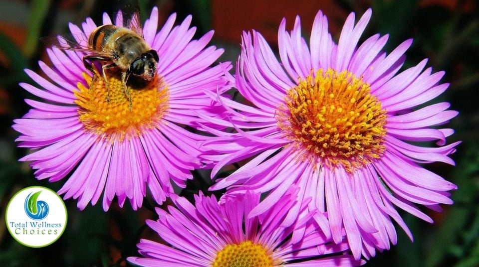 bee pollen health benefits for men