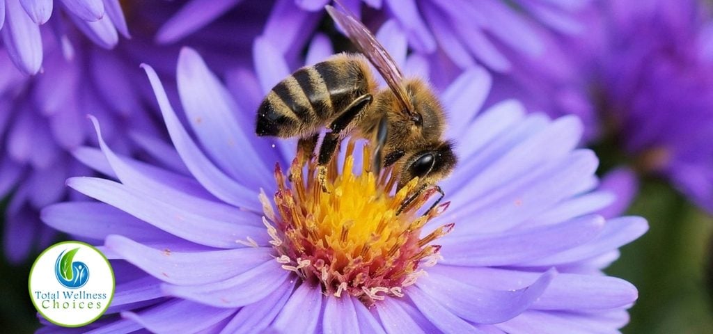 Bee Pollen is a Top Natural Energy Booster