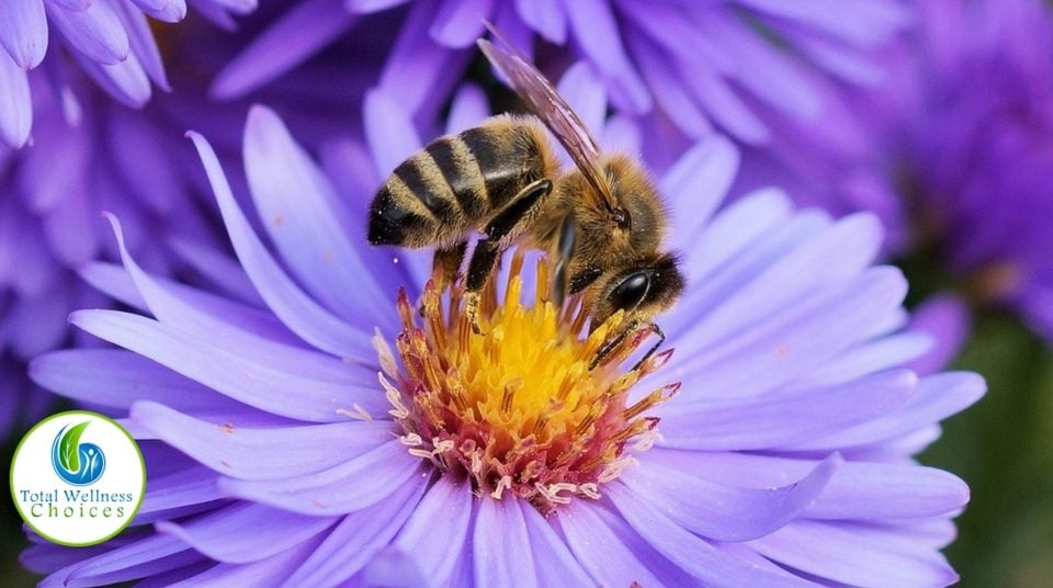 Bee Pollen is a Top Natural Energy Booster