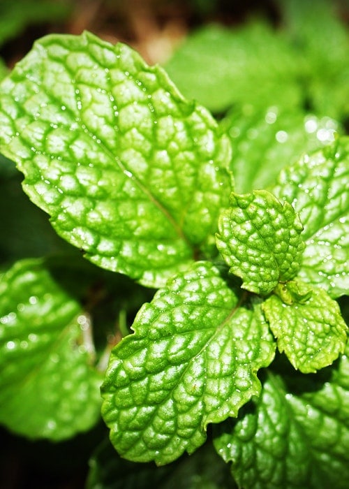 Peppermint Essential Oil - A Great IBS Natural Treatment