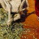 Natural Herbs Help You Sleep