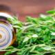 Thyme essential oil uses and benefits